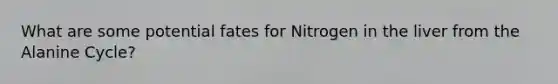 What are some potential fates for Nitrogen in the liver from the Alanine Cycle?