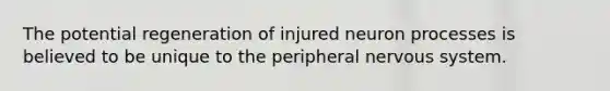 The potential regeneration of injured neuron processes is believed to be unique to the peripheral nervous system.