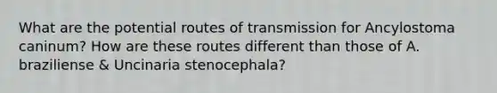 What are the potential routes of transmission for Ancylostoma caninum? How are these routes different than those of A. braziliense & Uncinaria stenocephala?