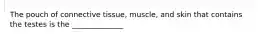 The pouch of connective tissue, muscle, and skin that contains the testes is the ______________