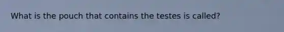 What is the pouch that contains the testes is called?