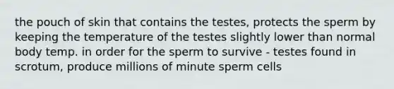 the pouch of skin that contains the testes, protects the sperm by keeping the temperature of the testes slightly lower than normal body temp. in order for the sperm to survive - testes found in scrotum, produce millions of minute sperm cells