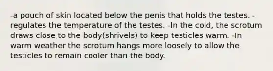 -a pouch of skin located below the penis that holds the testes. -regulates the temperature of the testes. -In the cold, the scrotum draws close to the body(shrivels) to keep testicles warm. -In warm weather the scrotum hangs more loosely to allow the testicles to remain cooler than the body.