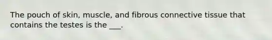 The pouch of skin, muscle, and fibrous connective tissue that contains the testes is the ___.