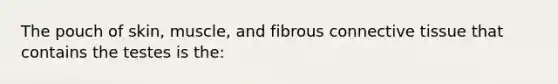 The pouch of skin, muscle, and fibrous <a href='https://www.questionai.com/knowledge/kYDr0DHyc8-connective-tissue' class='anchor-knowledge'>connective tissue</a> that contains the testes is the: