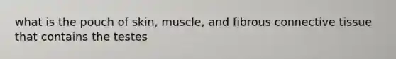 what is the pouch of skin, muscle, and fibrous connective tissue that contains the testes