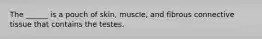 The ______ is a pouch of skin, muscle, and fibrous connective tissue that contains the testes.