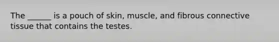 The ______ is a pouch of skin, muscle, and fibrous connective tissue that contains the testes.