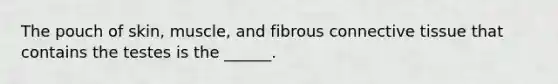 The pouch of skin, muscle, and fibrous connective tissue that contains the testes is the ______.