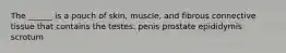 The ______ is a pouch of skin, muscle, and fibrous connective tissue that contains the testes. penis prostate epididymis scrotum