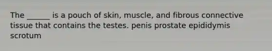 The ______ is a pouch of skin, muscle, and fibrous <a href='https://www.questionai.com/knowledge/kYDr0DHyc8-connective-tissue' class='anchor-knowledge'>connective tissue</a> that contains the testes. penis prostate epididymis scrotum