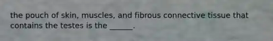 the pouch of skin, muscles, and fibrous connective tissue that contains the testes is the ______.