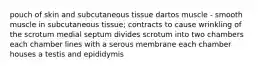 pouch of skin and subcutaneous tissue dartos muscle - smooth muscle in subcutaneous tissue; contracts to cause wrinkling of the scrotum medial septum divides scrotum into two chambers each chamber lines with a serous membrane each chamber houses a testis and epididymis