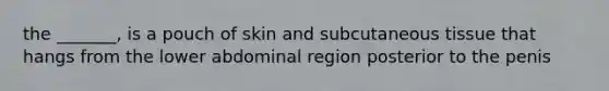 the _______, is a pouch of skin and subcutaneous tissue that hangs from the lower abdominal region posterior to the penis