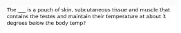 The ___ is a pouch of skin, subcutaneous tissue and muscle that contains the testes and maintain their temperature at about 3 degrees below the body temp?
