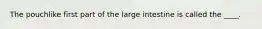 ​The pouchlike first part of the large intestine is called the ____.