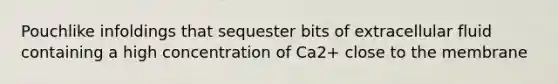Pouchlike infoldings that sequester bits of extracellular fluid containing a high concentration of Ca2+ close to the membrane
