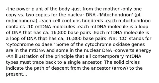 -the power plant of the body -just from the mother -only one copy vs. two copies for the nuclear DNA -'Mitochondrion' (pl. mitochondria) -each cell contains hundreds -each mitochondrion contains -10 mtDNA molecules -each mtDNA molecule is a loop of DNA that has ca. 16,800 base pairs -Each mtDNA molecule is a loop of DNA that has ca. 16,800 base pairs -NB: 'CO' stands for 'cytochrome oxidase.' Some of the cytochrome oxidase genes are in the mtDNA and some in the nuclear DNA -converts energy -An illustration of the principle that all contemporary mtDNA types must trace back to a single ancestor. The solid circles indicate the path of descent from the ancestor (arrow) to the present...