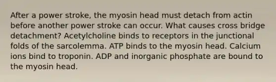 After a power stroke, the myosin head must detach from actin before another power stroke can occur. What causes cross bridge detachment? Acetylcholine binds to receptors in the junctional folds of the sarcolemma. ATP binds to the myosin head. Calcium ions bind to troponin. ADP and inorganic phosphate are bound to the myosin head.