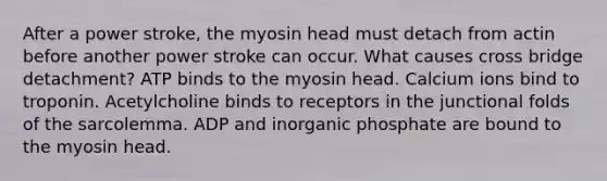 After a power stroke, the myosin head must detach from actin before another power stroke can occur. What causes cross bridge detachment? ATP binds to the myosin head. Calcium ions bind to troponin. Acetylcholine binds to receptors in the junctional folds of the sarcolemma. ADP and inorganic phosphate are bound to the myosin head.