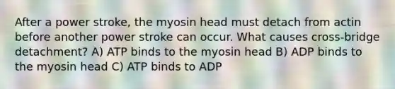 After a power stroke, the myosin head must detach from actin before another power stroke can occur. What causes cross-bridge detachment? A) ATP binds to the myosin head B) ADP binds to the myosin head C) ATP binds to ADP