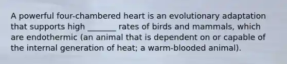 A powerful four-chambered heart is an evolutionary adaptation that supports high _______ rates of birds and mammals, which are endothermic (an animal that is dependent on or capable of the internal generation of heat; a warm-blooded animal).