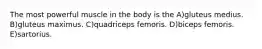 The most powerful muscle in the body is the A)gluteus medius. B)gluteus maximus. C)quadriceps femoris. D)biceps femoris. E)sartorius.
