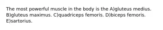 The most powerful muscle in the body is the A)gluteus medius. B)gluteus maximus. C)quadriceps femoris. D)biceps femoris. E)sartorius.