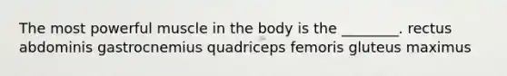 The most powerful muscle in the body is the ________. rectus abdominis gastrocnemius quadriceps femoris gluteus maximus