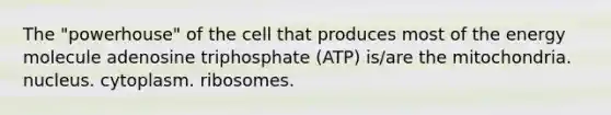 The "powerhouse" of the cell that produces most of the energy molecule adenosine triphosphate (ATP) is/are the mitochondria. nucleus. cytoplasm. ribosomes.