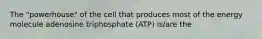 The "powerhouse" of the cell that produces most of the energy molecule adenosine triphosphate (ATP) is/are the