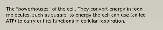 The "powerhouses" of the cell. They convert energy in food molecules, such as sugars, to energy the cell can use (called ATP) to carry out its functions in cellular respiration.