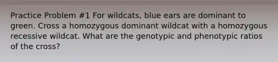 Practice Problem #1 For wildcats, blue ears are dominant to green. Cross a homozygous dominant wildcat with a homozygous recessive wildcat. What are the genotypic and phenotypic ratios of the cross?