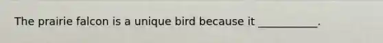 The prairie falcon is a unique bird because it ___________.