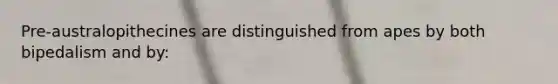 Pre-australopithecines are distinguished from apes by both bipedalism and by: