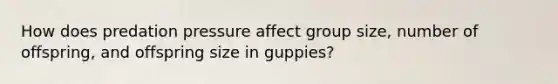 How does predation pressure affect group size, number of offspring, and offspring size in guppies?