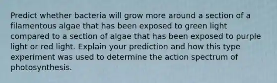 Predict whether bacteria will grow more around a section of a filamentous algae that has been exposed to green light compared to a section of algae that has been exposed to purple light or red light. Explain your prediction and how this type experiment was used to determine the action spectrum of photosynthesis.