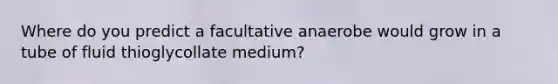 Where do you predict a facultative anaerobe would grow in a tube of fluid thioglycollate medium?