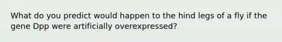 What do you predict would happen to the hind legs of a fly if the gene Dpp were artificially overexpressed?