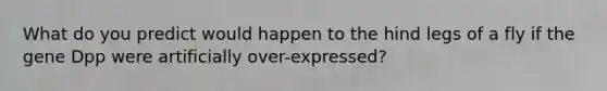 What do you predict would happen to the hind legs of a fly if the gene Dpp were artificially over-expressed?