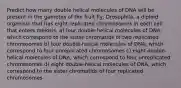 Predict how many double helical molecules of DNA will be present in the gametes of the fruit fly, Drosophila, a diploid organism that has eight replicated chromosomes in each cell that enters meiosis. a) four double-helical molecules of DNA, which correspond to the sister chromatids of two replicated chromosomes b) four double-helical molecules of DNA, which correspond to four unreplicated chromosomes c) eight double-helical molecules of DNA, which correspond to four unreplicated chromosomes d) eight double-helical molecules of DNA, which correspond to the sister chromatids of four replicated chromosomes