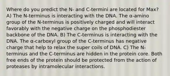 Where do you predict the N- and C-termini are located for Max? A) The N-terminus is interacting with the DNA. The α-amino group of the N-terminus is positively charged and will interact favorably with the negative charge on the phosphodiester backbone of the DNA. B) The C-terminus is interacting with the DNA. The α-carboxyl group of the C-terminus has negative charge that help to relax the super coils of DNA. C) The N-terminus and the C-terminus are hidden in the protein core. Both free ends of the protein should be protected from the action of proteases by intramolecular interactions.