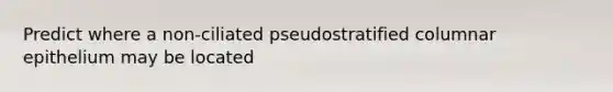 Predict where a non-ciliated pseudostratified columnar epithelium may be located