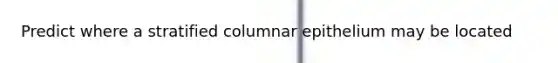 Predict where a stratified columnar epithelium may be located