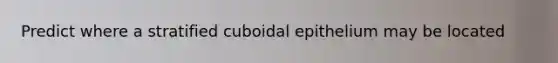 Predict where a stratified cuboidal epithelium may be located