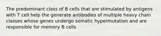 The predominant class of B cells that are stimulated by antigens with T cell help the generate antibodies of multiple heavy chain classes whose genes undergo somatic hypermutation and are responsible for memory B cells