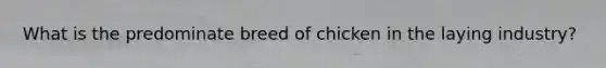 What is the predominate breed of chicken in the laying industry?