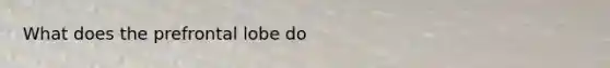 What does the prefrontal lobe do