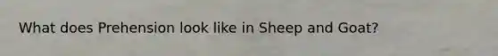 What does Prehension look like in Sheep and Goat?