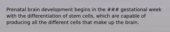 Prenatal brain development begins in the ### gestational week with the differentiation of stem cells, which are capable of producing all the different cells that make up the brain.